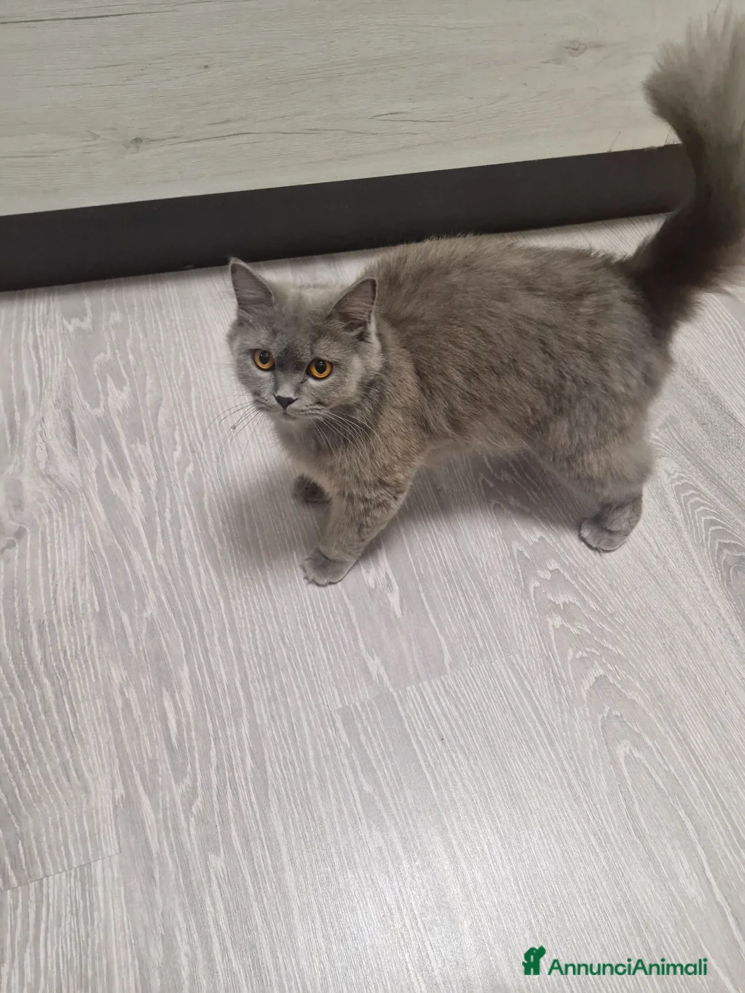 British gatti in vendita: Gatini britsh longhair a Provincia di Verona - Annuncio 1