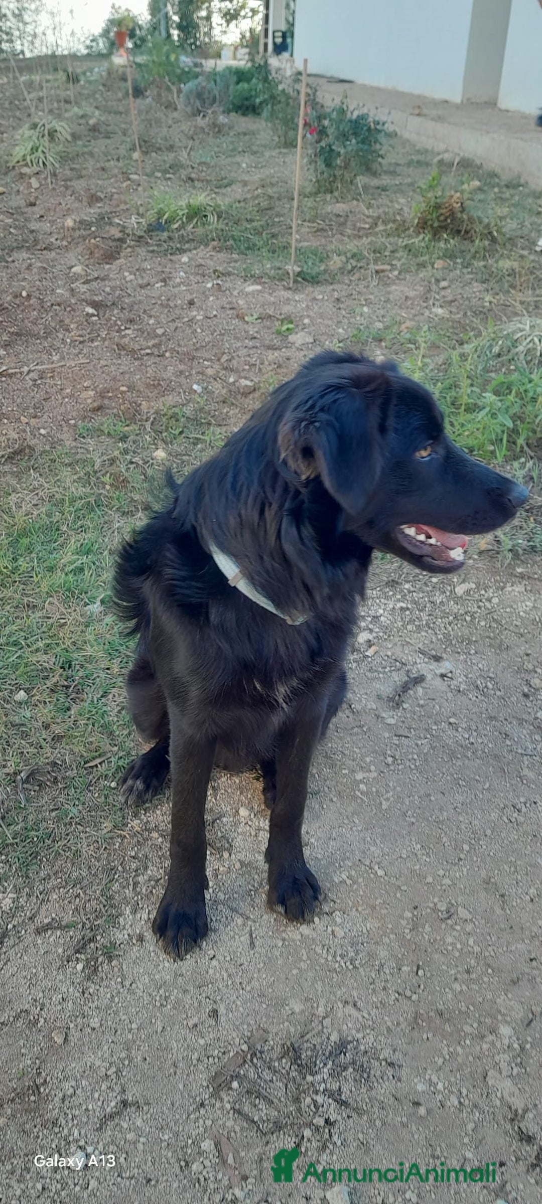 Meticcio cani in regalo: LUCIO MIX LABRADOR/BORDER COLLIE - Annuncio 6