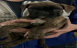 Boxer cani in vendita: boxer cuccioli a Turbigo - Immagine 16