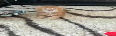 Nemo