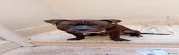 Pitbull cani in regalo: Tayson pitbull di 4 anni  a Città Metropolitana di Bari - Annuncio 10