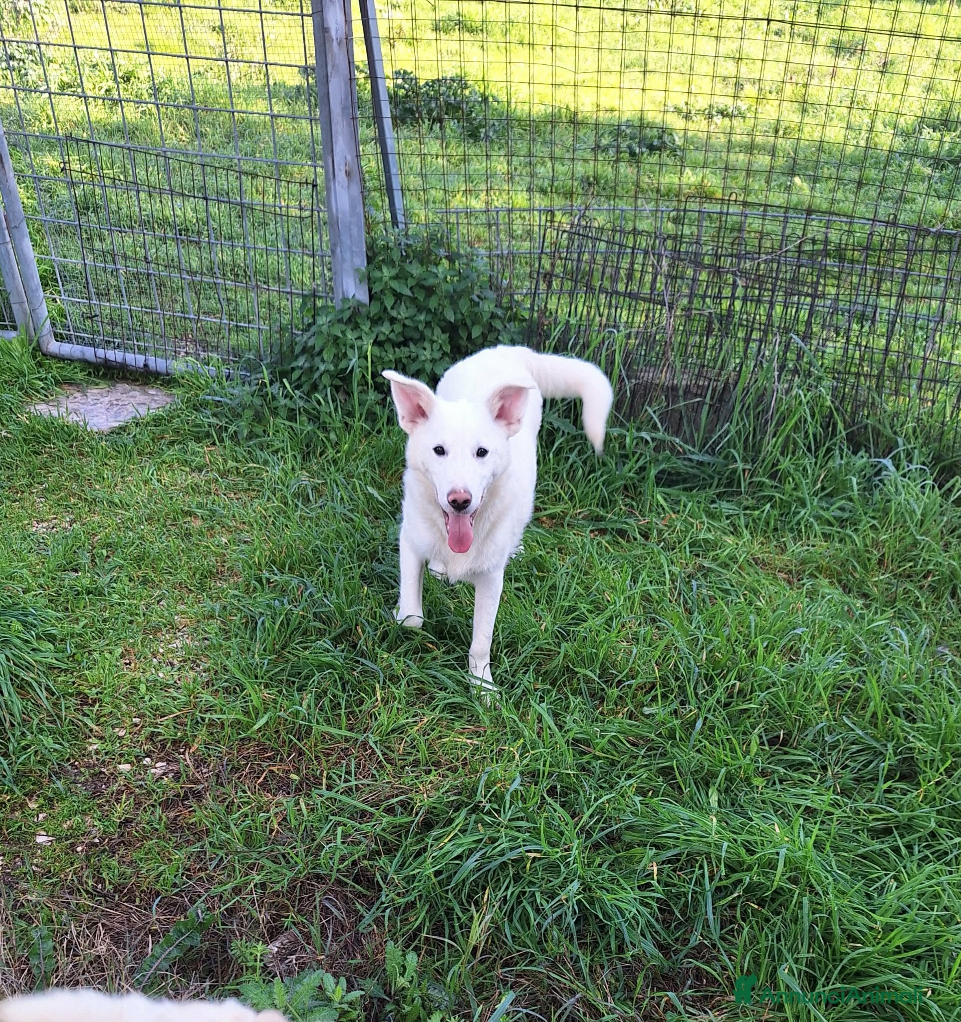 Meticcio cani Erik stupendo mix pastore svizzero in adozione  - Annuncio 24