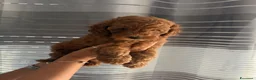 Barboncino cani in vendita: Meravigliosi cuccioli di Barbone nano Red  - Annuncio 9