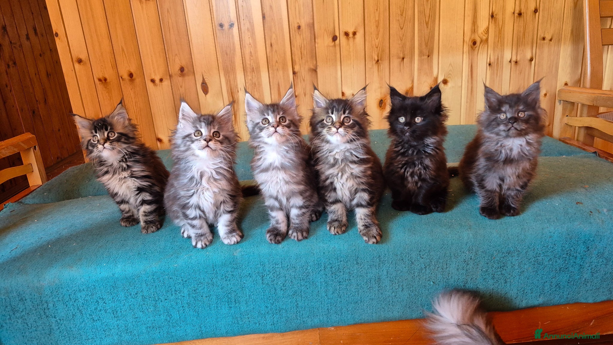 Maine Coon gatti Maincoons cuccioli - Annuncio 2