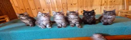 Maine Coon gatti in vendita: Maincoons cuccioli - Annuncio 2