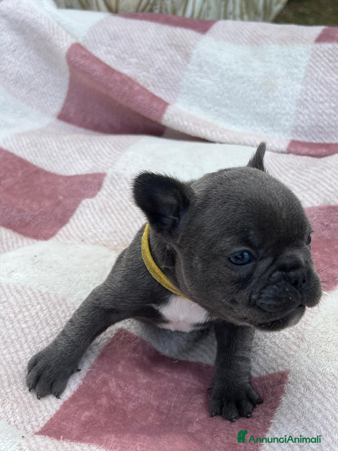 Bulldog Francese cani in vendita: Cuccioli bulldog francese esotici blu - Annuncio 5