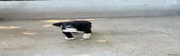 Meticcio cani in regalo: Oli 3 mesi a Provincia di Verona - Annuncio 3