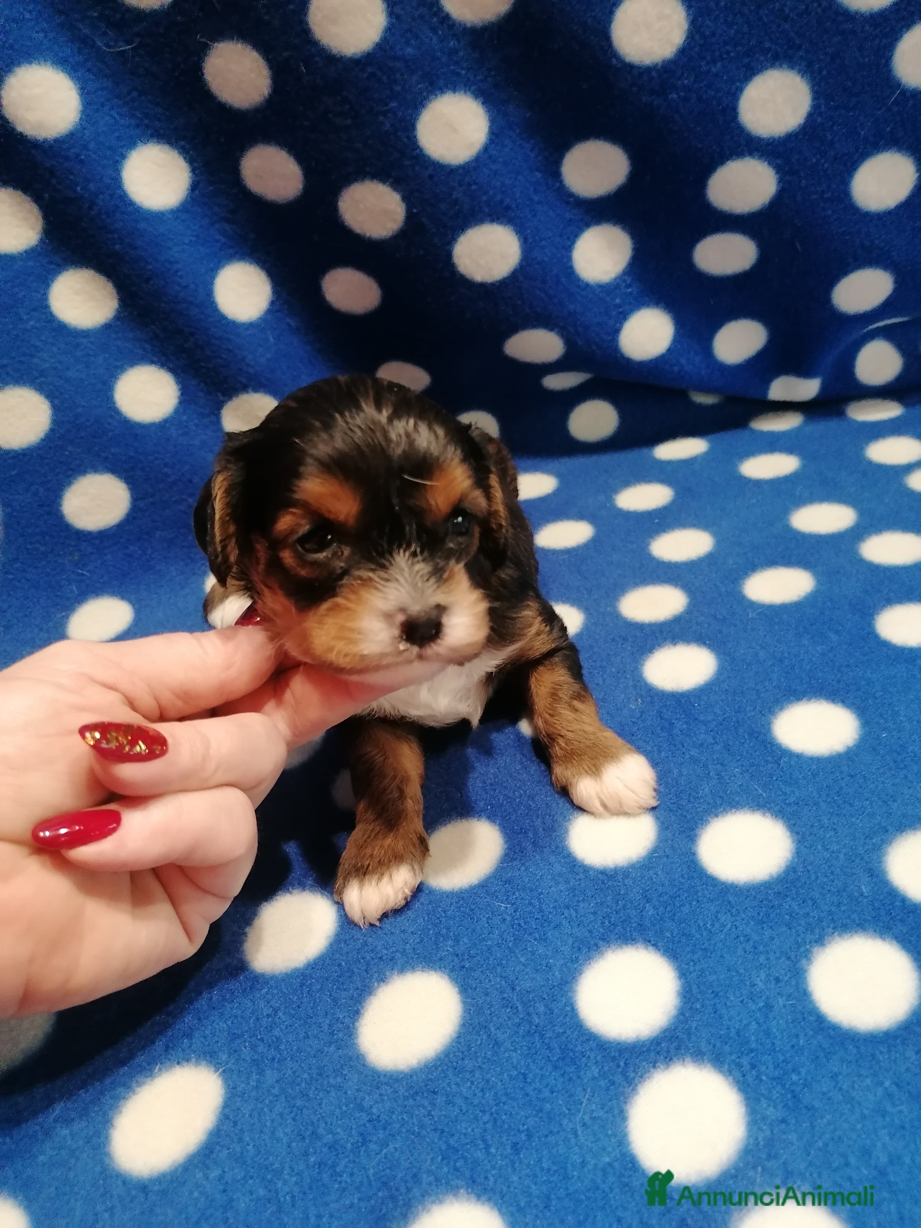 Meticcio cani Cavapoo cuccioli - Annuncio 1