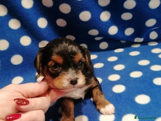 Meticcio cani Cavapoo cuccioli - Annuncio 1