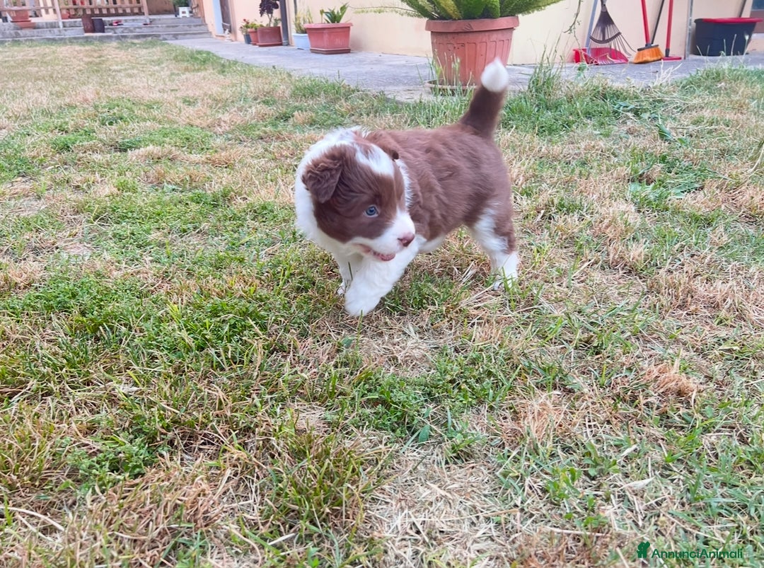 Border Collie cani in vendita: Cucciolo di Border Collie Red, Pedigree Enci a Provincia di Pescara - Immagine 3