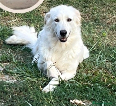 Meticcio cani Mix Maremmana 2anni occhi ambra ubbidiente COSENZA - Annuncio 2