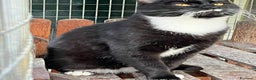 Europeo gatti in regalo: Gattino bianco e nero - Annuncio 2