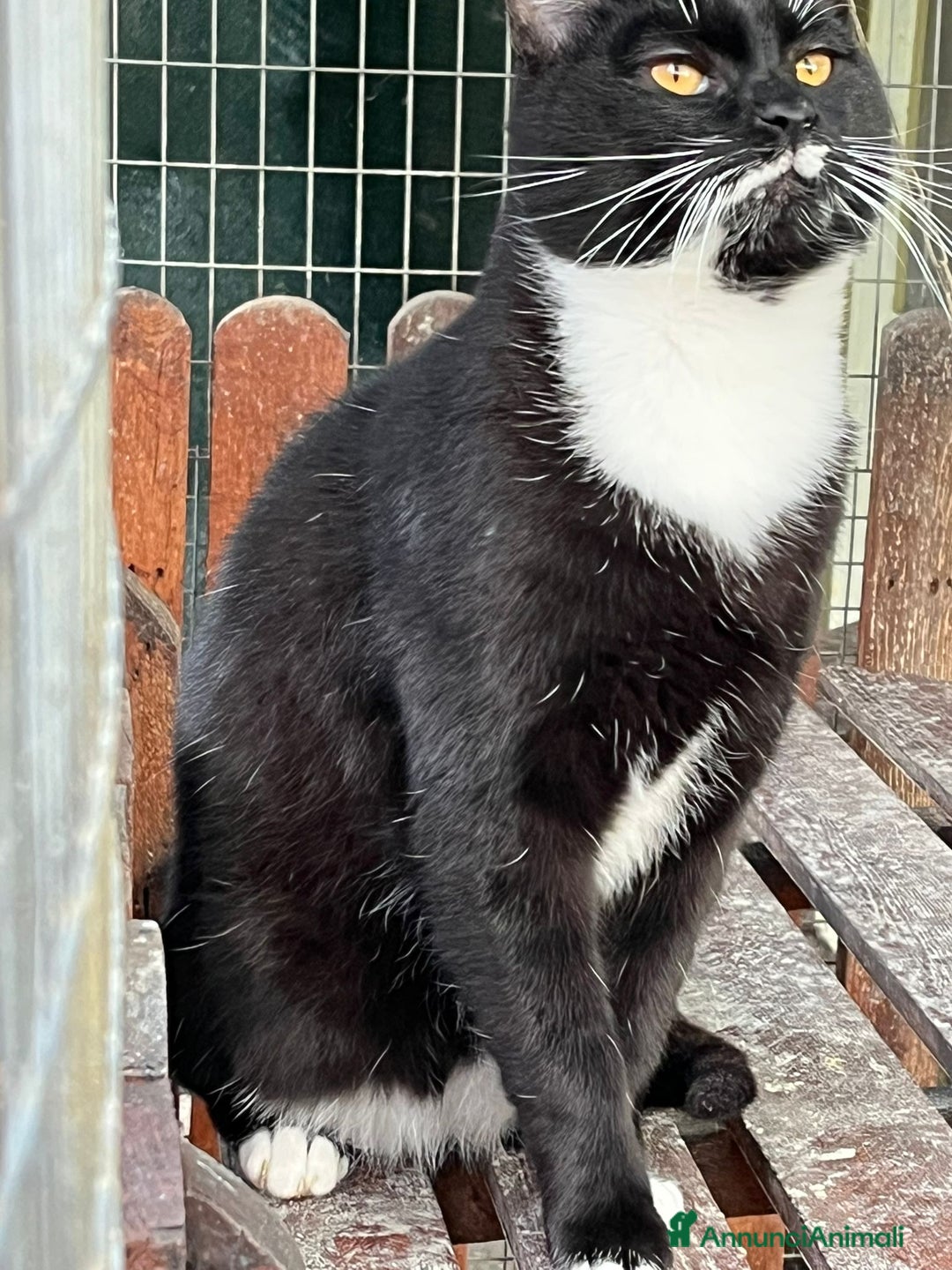 Europeo gatti in regalo: Gattino bianco e nero - Annuncio 2