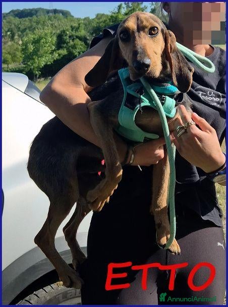 Meticcio cani ETTO giovane segugetto - Annuncio 20