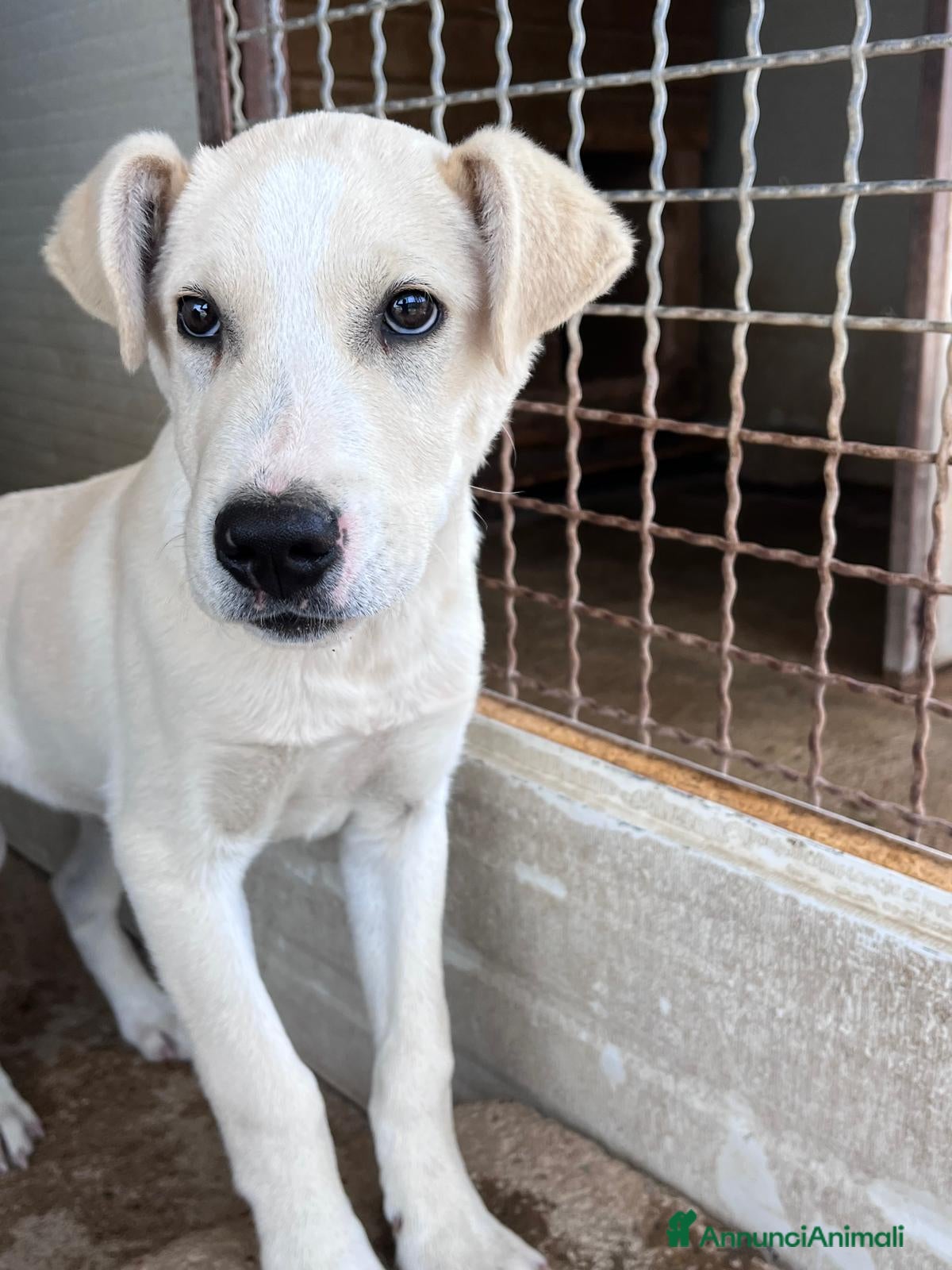 Meticcio cani Cucciolo 3 mesi - Annuncio 7
