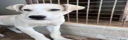 Meticcio cani in regalo: Cucciolo 3 mesi a Provincia di Varese - Annuncio 1