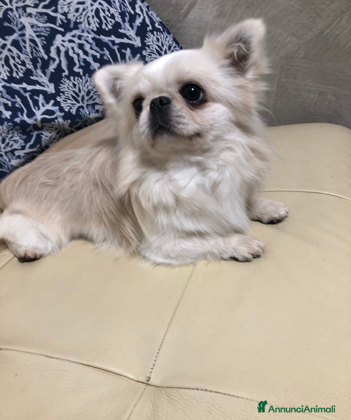 Chihuahua cani Maschietto pelo lungo  - Annuncio 2