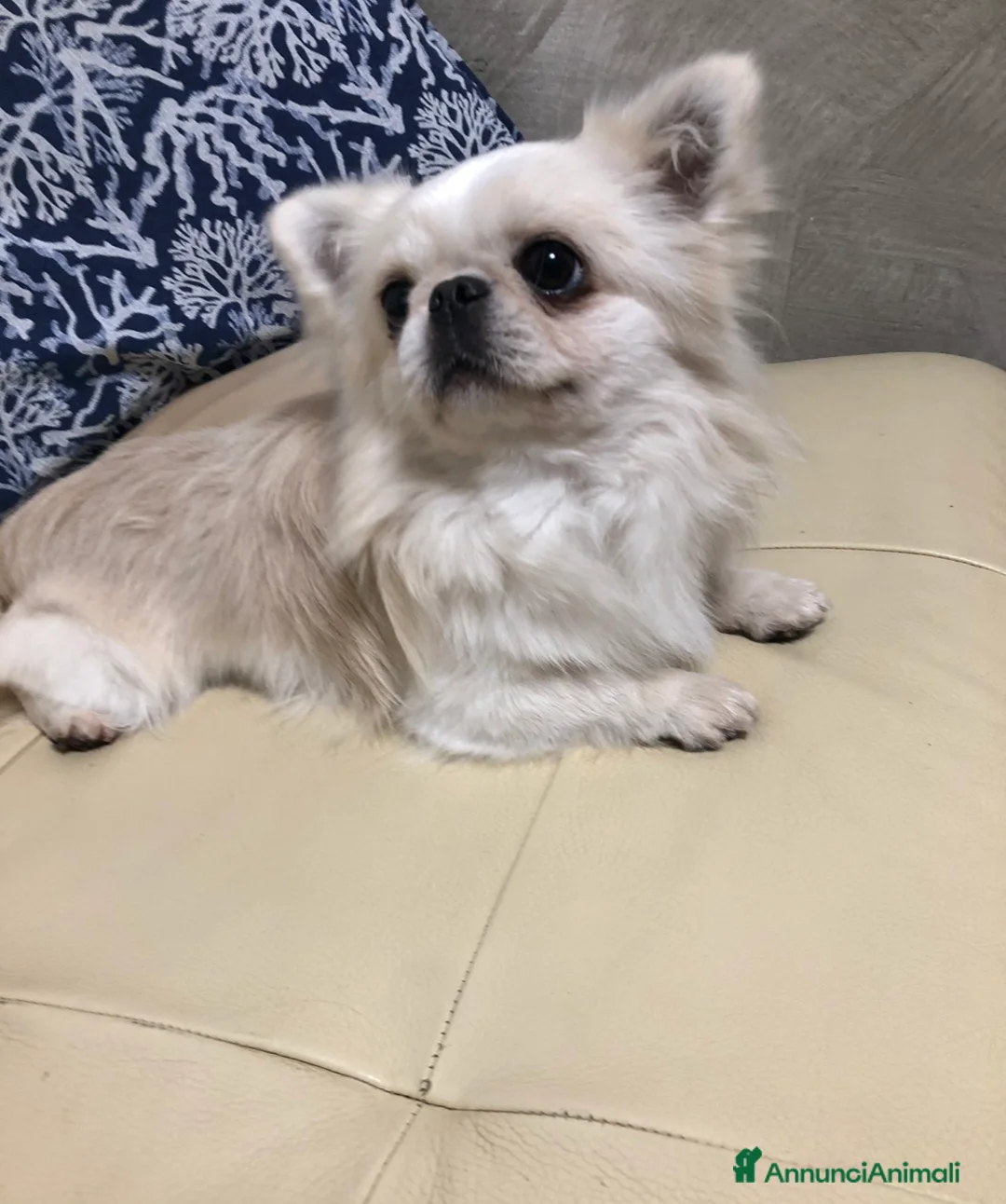 Chihuahua cani in vendita: Maschietto pelo lungo  - Annuncio 2