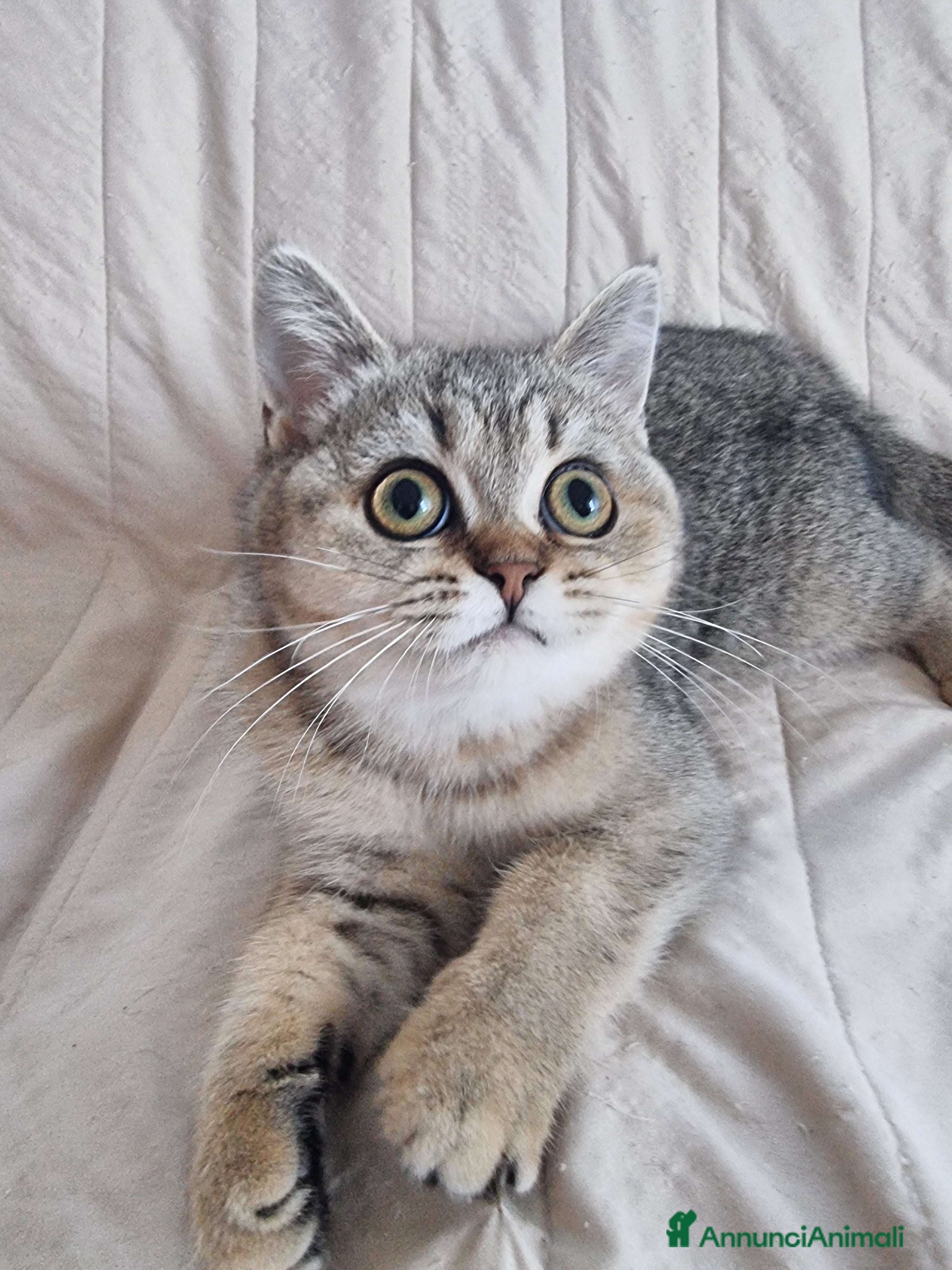 Scottish gatti Scottish Straight con Pedigree  - Annuncio 2