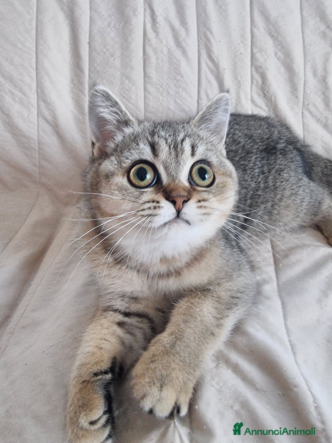 Scottish gatti in vendita: Scottish Straight con Pedigree  - Annuncio 2