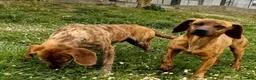 Segugio Maremmano cani in regalo: YUK bravo con tutti! - Annuncio 3