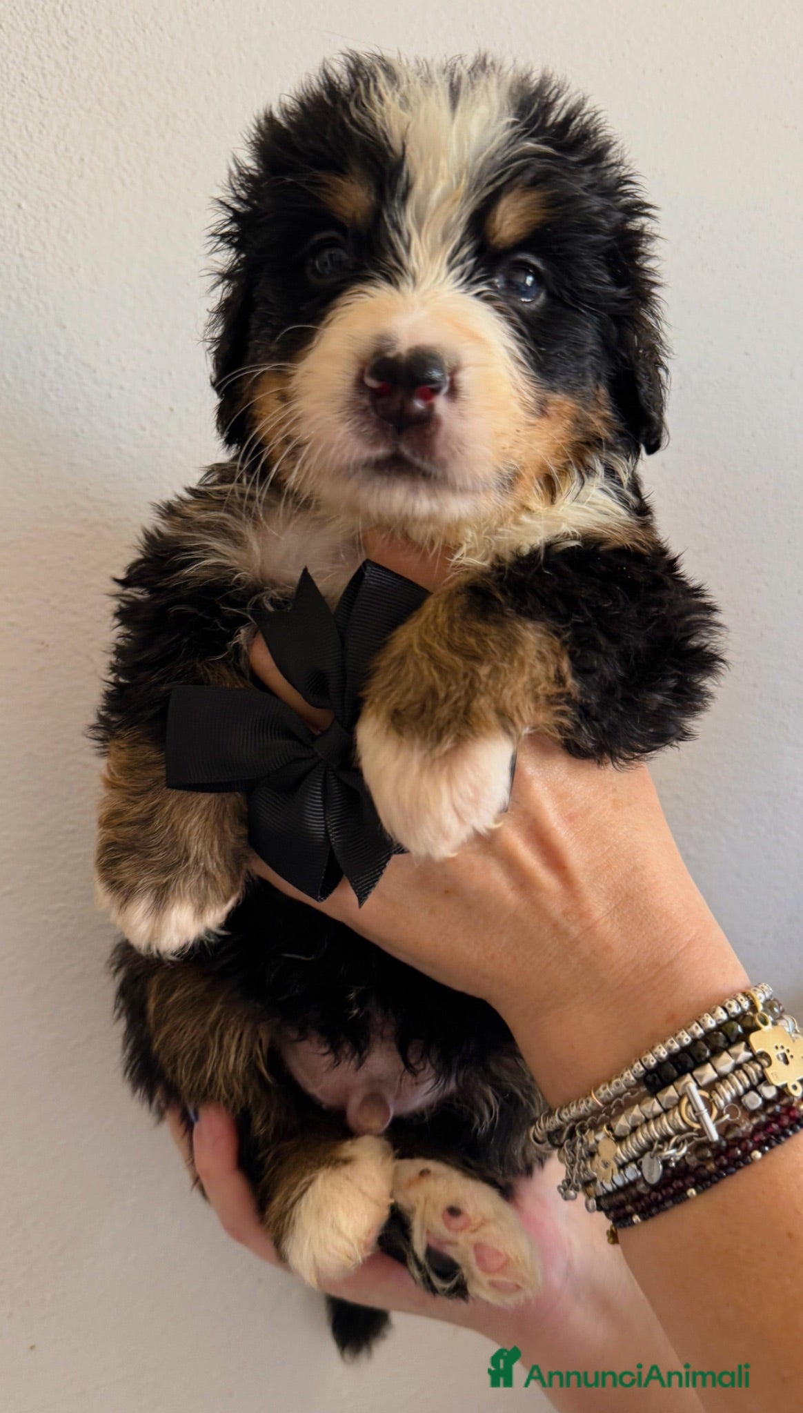 Bovaro del Bernese cani Bovaro del Bernese Cuccioli disponibili  - Annuncio 2