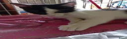 Europeo gatti in regalo: cuccioli gatto cercano casa❤️ - Annuncio 4
