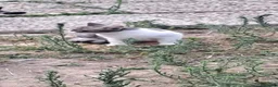Meticcio gatti in regalo: 3micini 3mesi e mammina DA SALVARE!! VOGHERA PV - Annuncio 7
