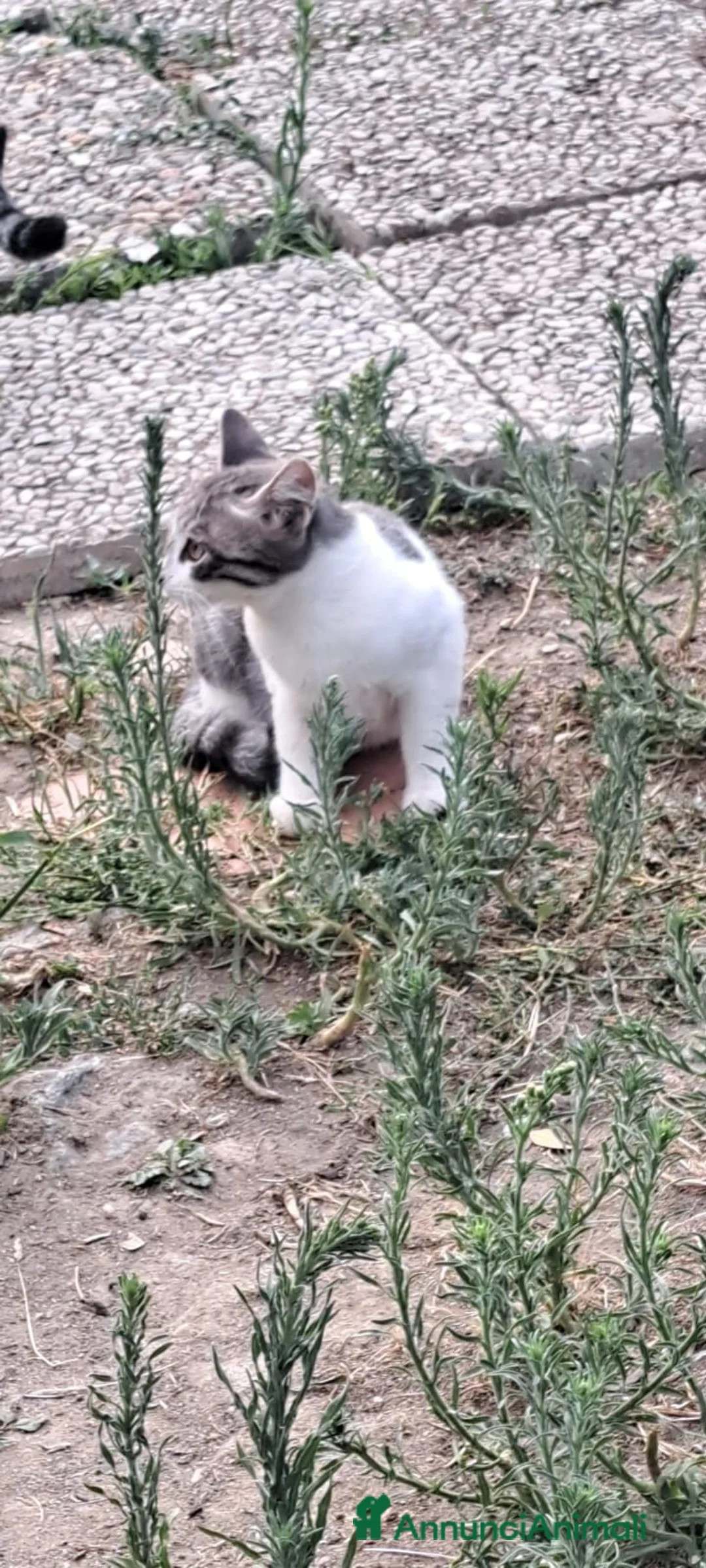 Meticcio gatti in regalo: 3micini 3mesi e mammina DA SALVARE!! VOGHERA PV - Annuncio 7