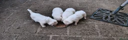 Pastore Abbruzzese Maremmano cani in vendita: Cuccioli di Pastore Maremmano con Pedigree a Città metropolitana di Roma Capitale - Annuncio 13