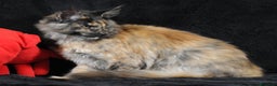 Maine Coon gatti in vendita: Maine Coon Tortie - pedigree ANFI - Annuncio 6