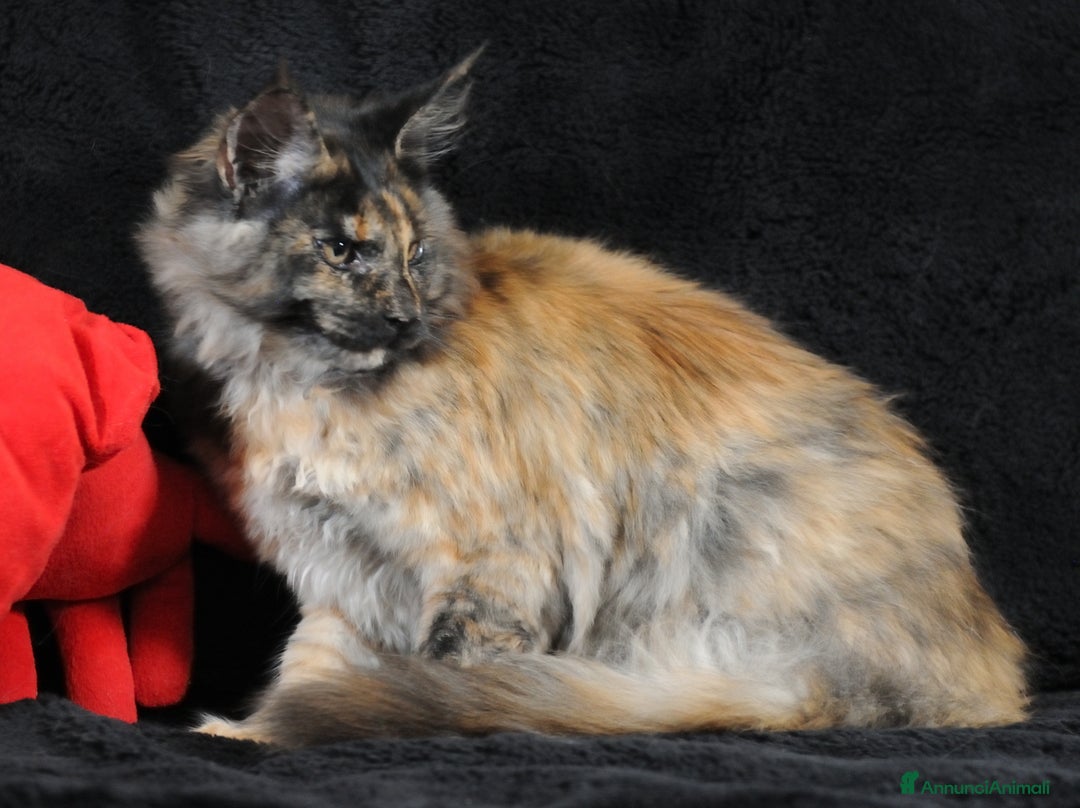 Maine Coon gatti in vendita: Maine Coon Tortie - pedigree ANFI - Annuncio 6