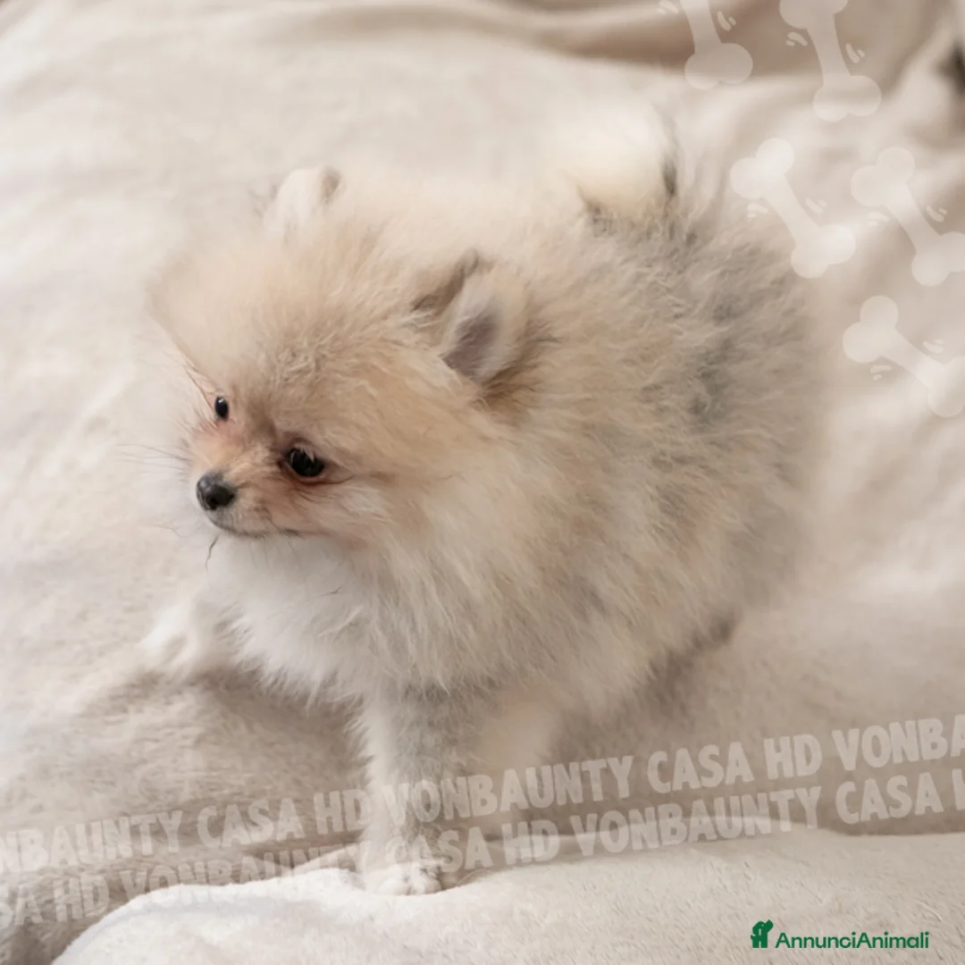 Volpino Pomerania cani in vendita: Cuccioli Spitz Nano di Pomerania - Annuncio 9