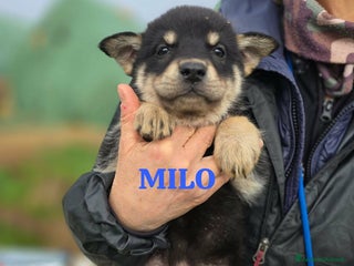 Meticcio cani Milo meraviglioso cucciolo in adozione - Annuncio 8