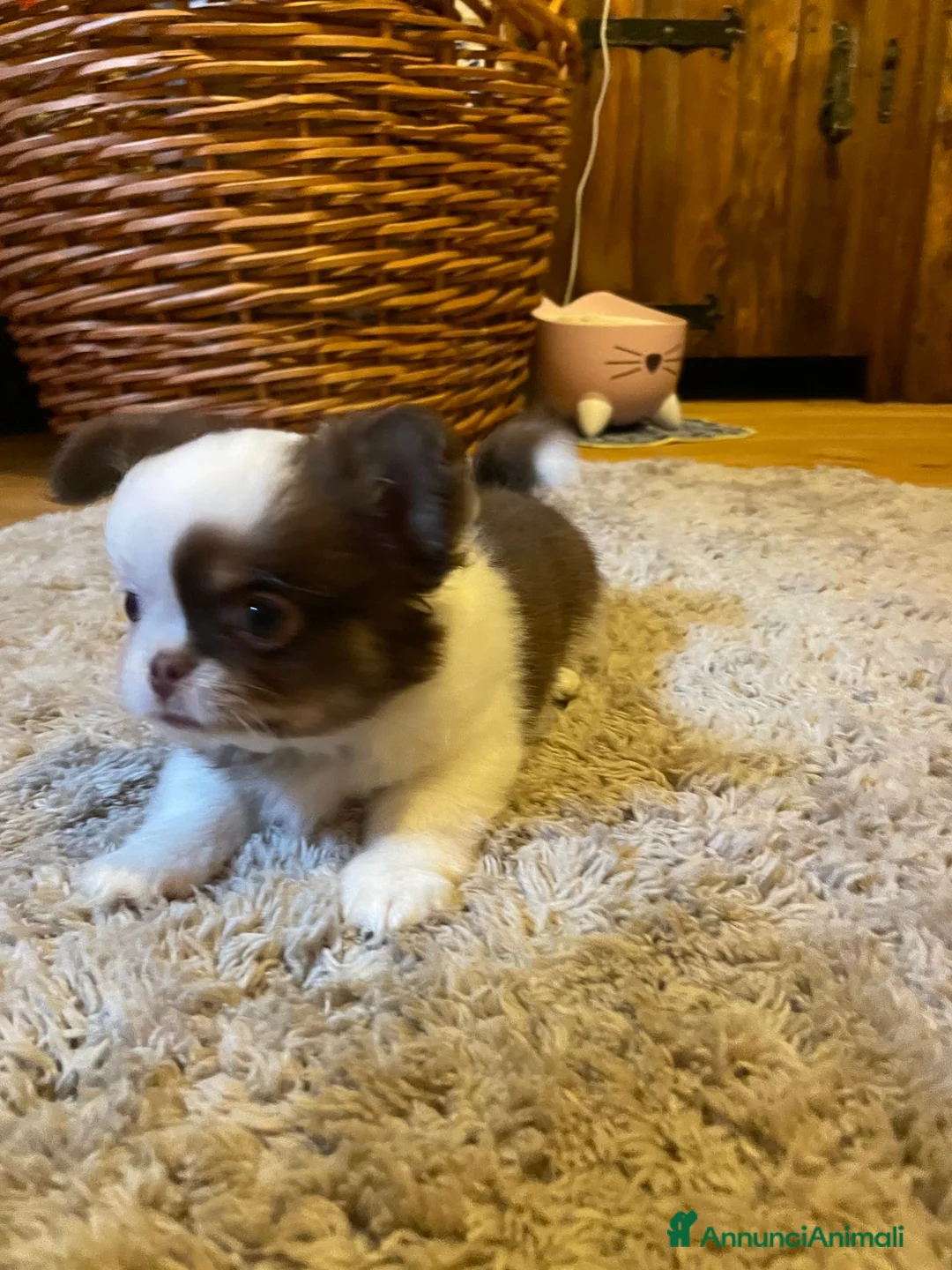 Chihuahua cani in vendita: Cuccioli Chihuahua - Annuncio 6