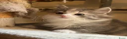 Siberiano gatti in vendita: Freya, bellissima gattina siberiana - Annuncio 13