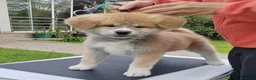 Akita Inu cani in vendita: Cuccioli di Akita Inu - Annuncio 3