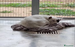 Meticcio cani in regalo: Magda, in canile da troppo tempo  a Città Metropolitana di Bari - Immagine 6