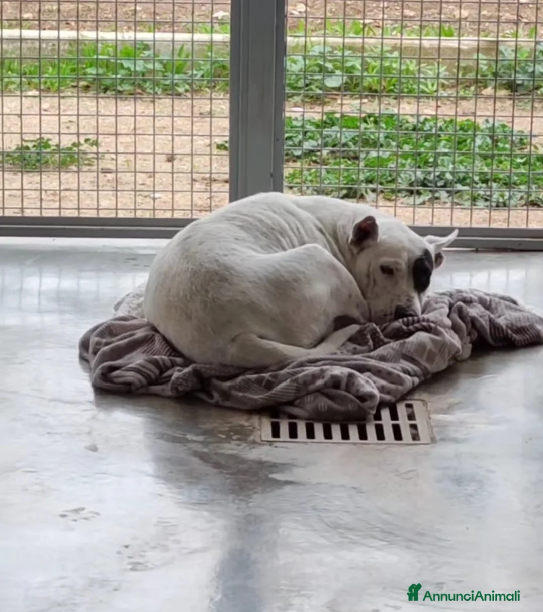 Meticcio cani in regalo: Magda, ci sarà pure qualcuno per te!!! a Città Metropolitana di Bari - Annuncio 8