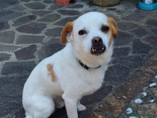 Meticcio cani in regalo: Pierino scricciolo buono e affettuoso a Pomezia - Annuncio 1