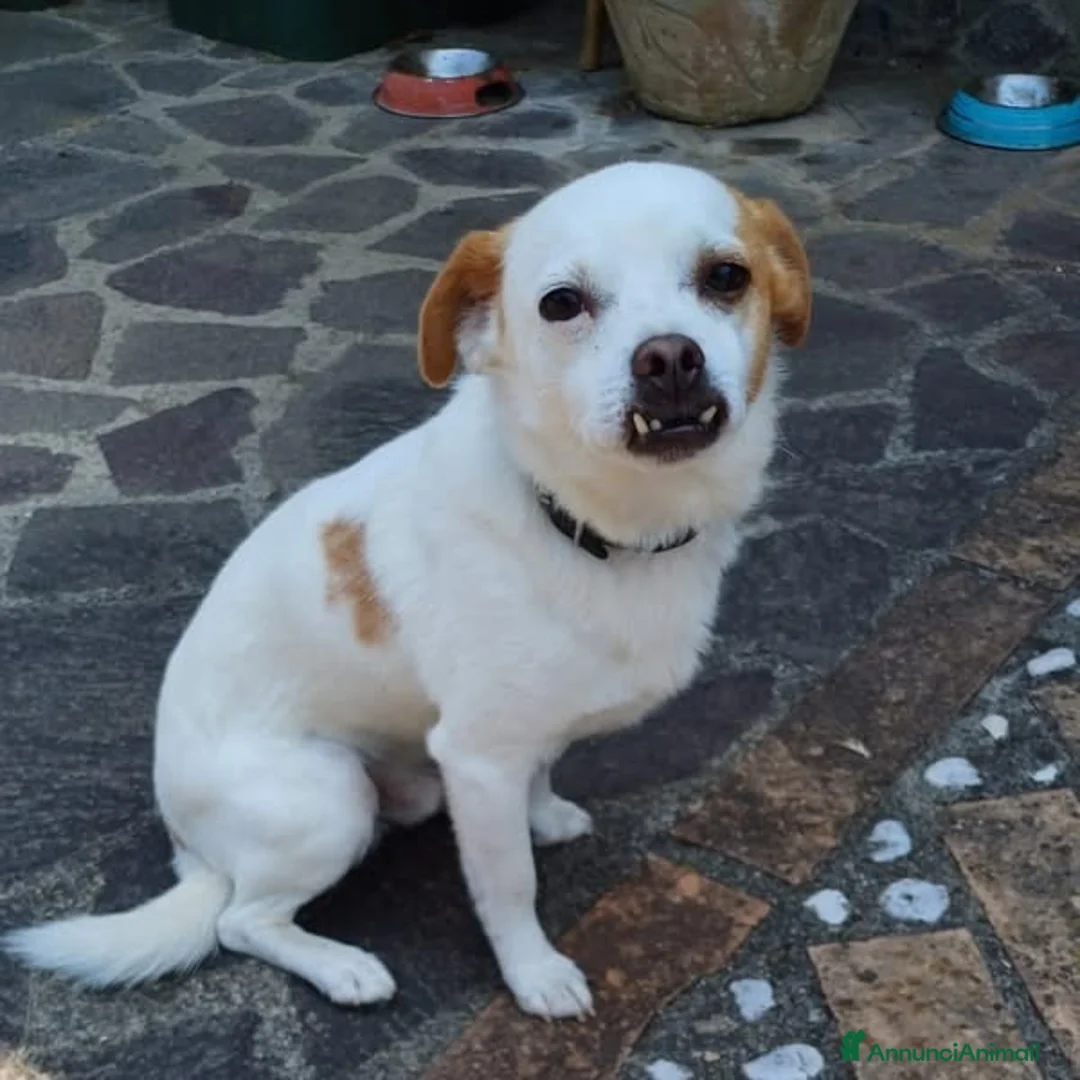 Meticcio cani in regalo: Pierino scricciolo buono e affettuoso a Pomezia - Annuncio 1