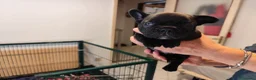 Bulldog Francese cani in vendita: CUCCIOLI DI BOULDOGUE FRANCESE  - Annuncio 4