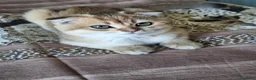 Scottish gatti in vendita: Gattini scottish con pedigree - Annuncio 5
