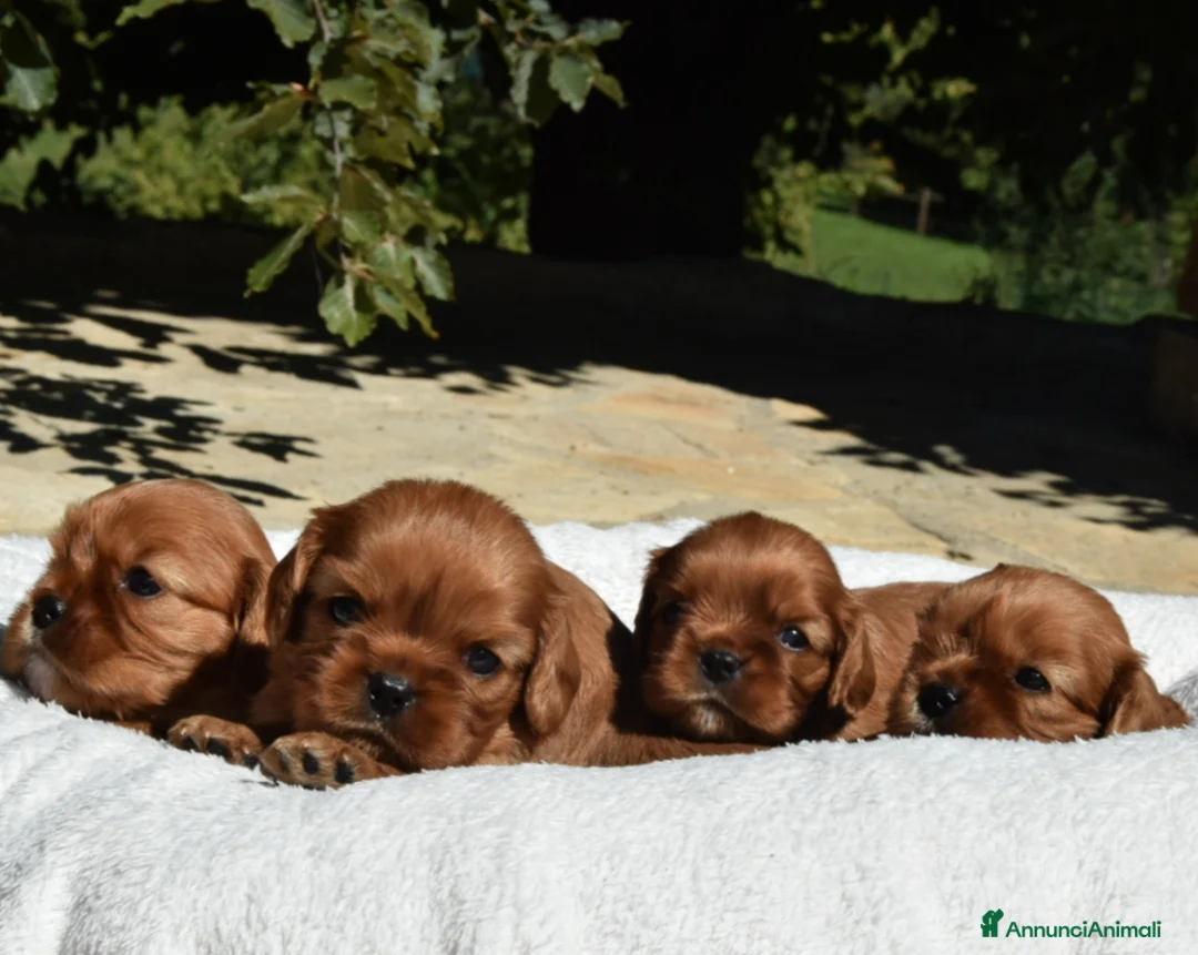 Immagine della galleria {{count}}