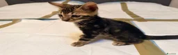 Bengala gatti in vendita: Vendita Cucciolo Bengala Murble - Annuncio 5