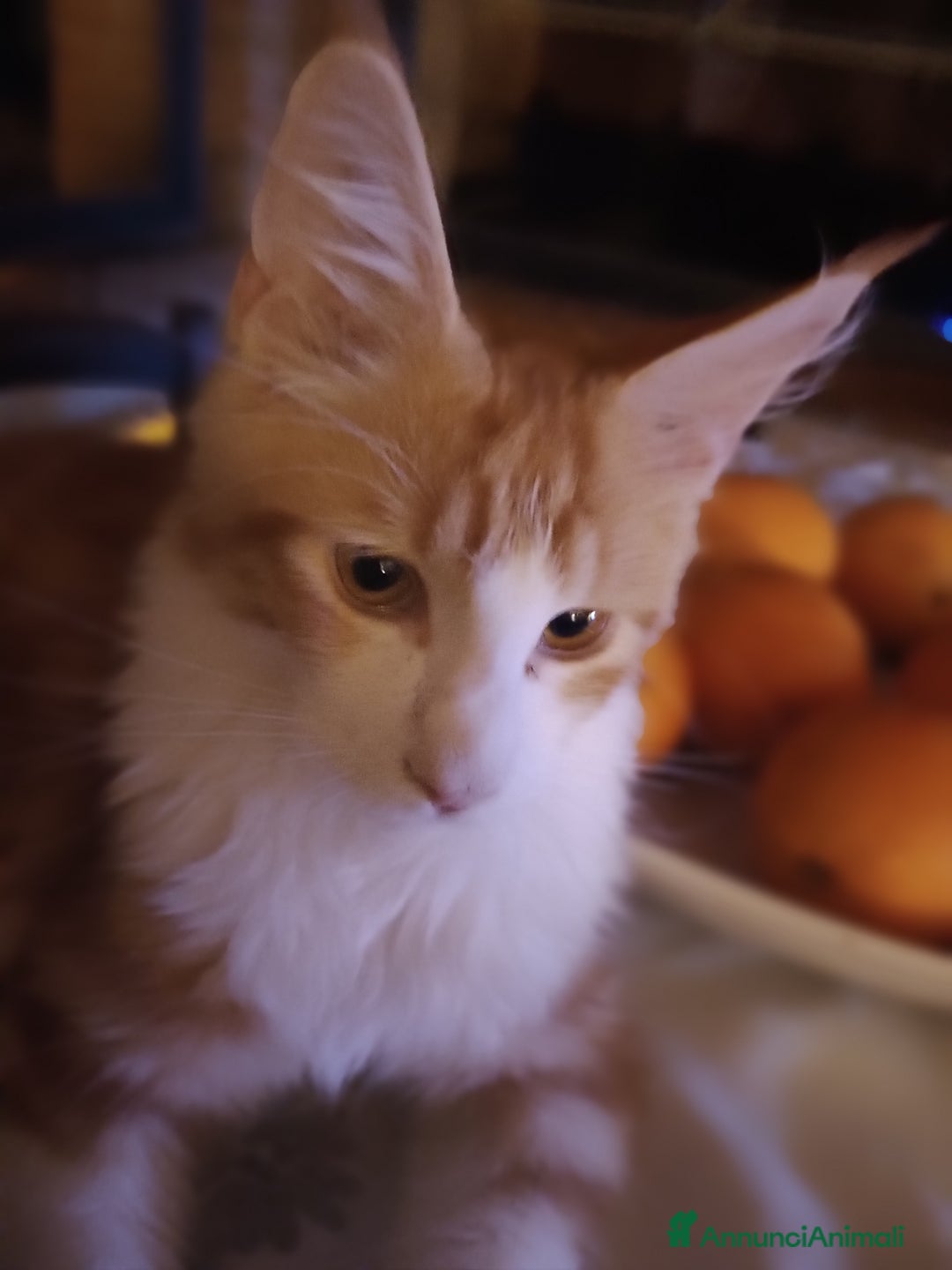 Maine Coon gatti in vendita: Gatti Mine coone - Annuncio 4