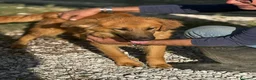 Meticcio cani in regalo: NINA 6 MESI BELLISSIMA E SOCIEVOLE - Annuncio 5