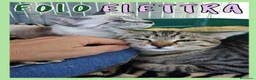 Europeo gatti in regalo: Gattini in adozione  - Annuncio 2
