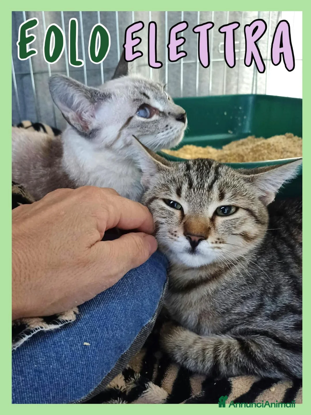 Europeo gatti in regalo: Gattini in adozione  - Annuncio 2