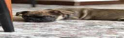 Bulldog Francese cani in vendita: Bulldog francese femmina a Provincia di Brindisi - Annuncio 5